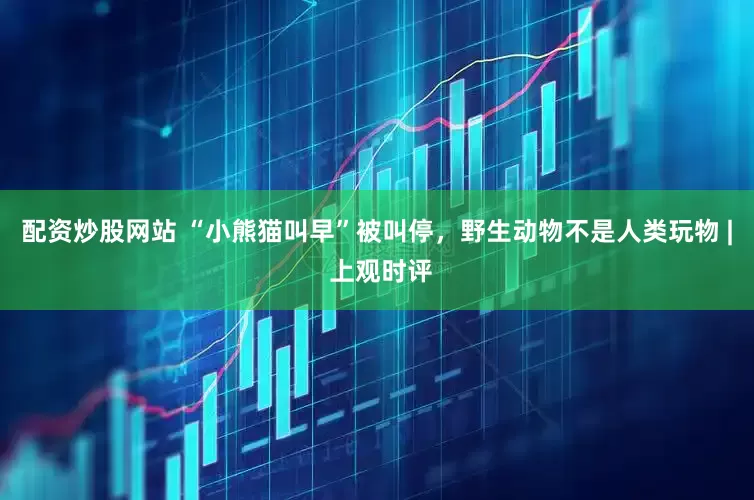 配资炒股网站 “小熊猫叫早”被叫停，野生动物不是人类玩物 | 上观时评